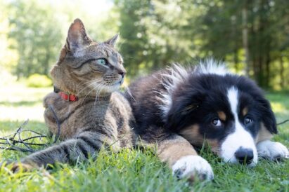 Costo Assicurazione Cane