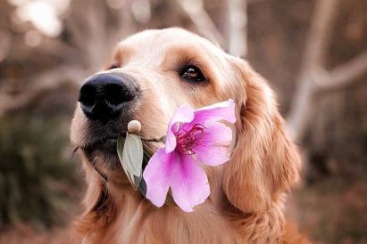 Piante Velenose Per Cani